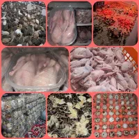 بلدرچین زنده ، گوشت بلدرچین ،تخم نطفه دار و خوراکی