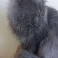 گربه نراماده جفت گیری