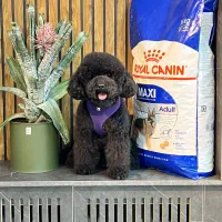 پودل بلکـ کیفیت بالا اموزش دیده