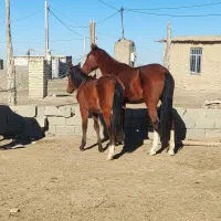 اسب بهمراه کره مادیان