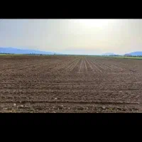 ۳هکتار زمین تاکستان