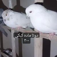 تهرونی اصیل|پرنده|فولادشهر, مسکن مهر فولادشهر|دیوار