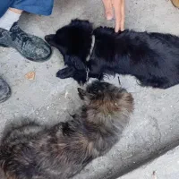 واگذاری سگ فوری