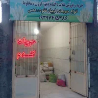 گندم بذری پیشگام وآذر 2 و گندم قرمز