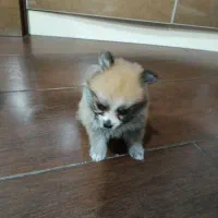 پامر عروسکی