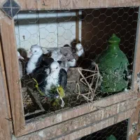 کبوتر جفتگاهی و پرشی|پرنده|سنگر, |دیوار