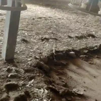 کود مرغی|خدمات باغبانی و درختکاری|میناب, |دیوار