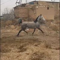 اسب‌ مادیان‌ کورد