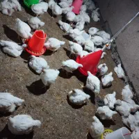 دان خوری و آبخوری اتومات