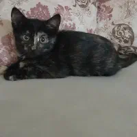 بچه گربه زیبا دوماه بدون مادر|گربه|رشت, معلولین|دیوار