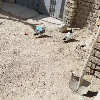 فروش یجفت کبوتر