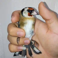 سهره نر عطیقه چونه سفید لوپ دودی|پرنده|تهران, مسعودیه|دیوار