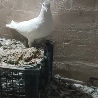 کفتر المانی ورنگه|پرنده|سلیمان, |دیوار