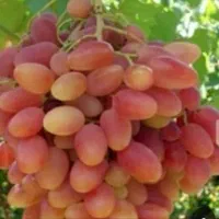 انگور شاهرودی