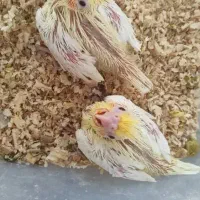 جوجه عروس هلندی سرلاکی توضیحات بخون
