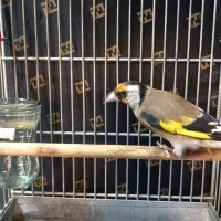 سهره نر جوجه سال