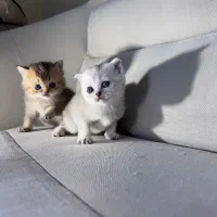 اسکاتیش و بریتیش|گربه|رشت, گلسار|دیوار