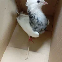 طوقی هفت رنگ نر|پرنده|نورآباد, |دیوار