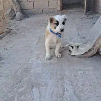 سگ پدر سراب زات قدیم مادر افغان فیلمو نگاه کنیدو