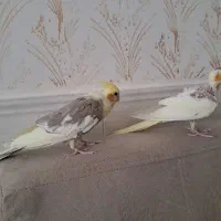 عروس هلندی