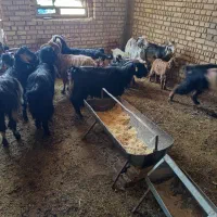 بزکردی|حیوانات مزرعه|یزد, |دیوار