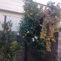 منزل ویلایی|فروش خانه و ویلا|طسوج, |دیوار