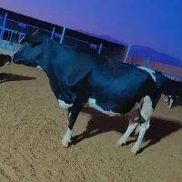 گاو آبستن ۱ماه به زایمان