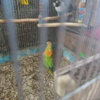 چهار تا کوتوله با تخم|پرنده|فیروزآباد (فارس), |دیوار