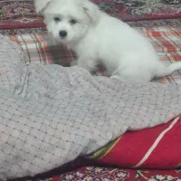 سگ بسیارخوب زرنگ شیتزو|سگ|بجنورد, |دیوار