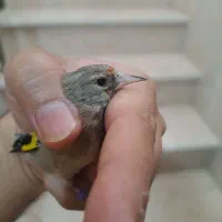 جوجه سهره|پرنده|اسلامشهر, شهرک مفیدی|دیوار