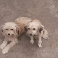 واگزاری  نگهدادی سگهای پاکوتاه و پشمالو