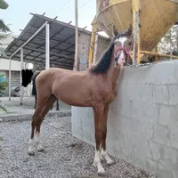 فروش کره نریان آینده دار