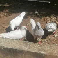 کبوتر یا کفتر وکمک ریگلاژی سیستم سنگین حرفه ای|پرنده|بیرجند, |دیوار