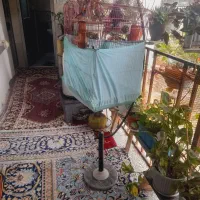 عروس هلندی نر و یه دونه فنچ با قفس