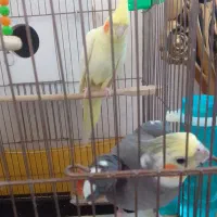 عروس هلندی|پرنده|مرند, |دیوار