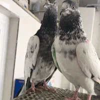 کفتر فوق پرشی پاکستانی بی نظیر