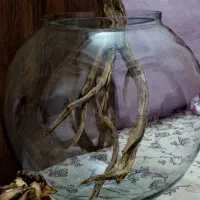 تنگ آکواریوم