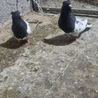 نر ماده سرسیاه سو قدیم