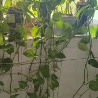 فروش گل پتوس به صورت عمده و تک به صورت توافقی|گل و گیاه طبیعی|رشت, باهنر|دیوار