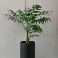 نخل شامادورا