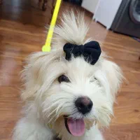 سگ شتیزو بازیگوش