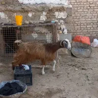 دوتا بز گوشتی کیلو یک تومن