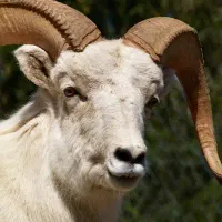 دام زنده و قصابی سیار