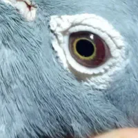 کبوتر جان اردن