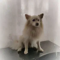 توله پامر سایز ریز جیبی وارداتی