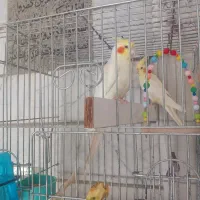 یک جفت عروس هلندی
