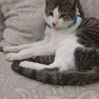 واگذاری گربه نر سالم سالم هشت نه ماه