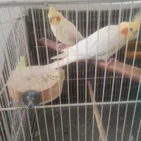 جفت عروس هلندی مولدهمراه جوجه
