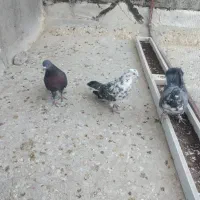 کبوتر ۳ تا نر|پرنده|قم, نخودی|دیوار