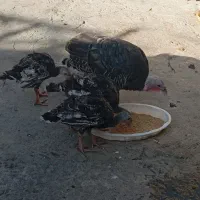 مرغ و بوقلمون